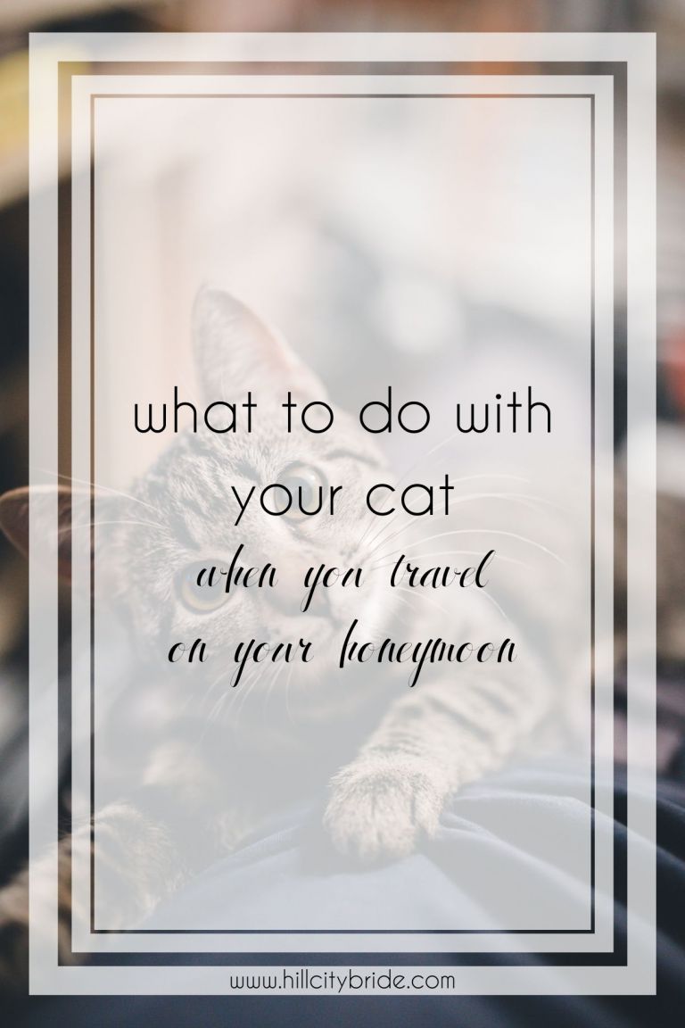 10 lời khuyên tuyệt vời về việc nên làm với mèo khi bạn đi du lịch