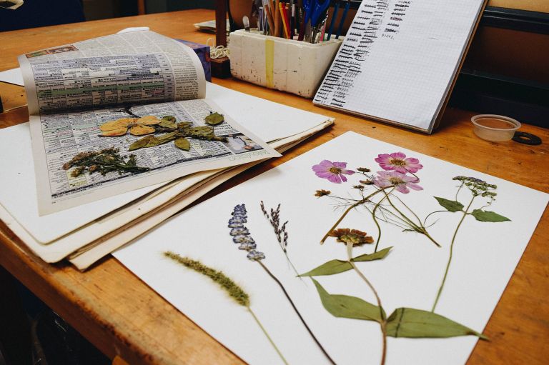 Đóng khung hoa ép Lynchburg Virginia Ramsey-Freer Herbarium