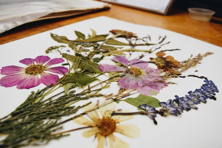 Đóng khung hoa ép Lynchburg Virginia Ramsey-Freer Herbarium