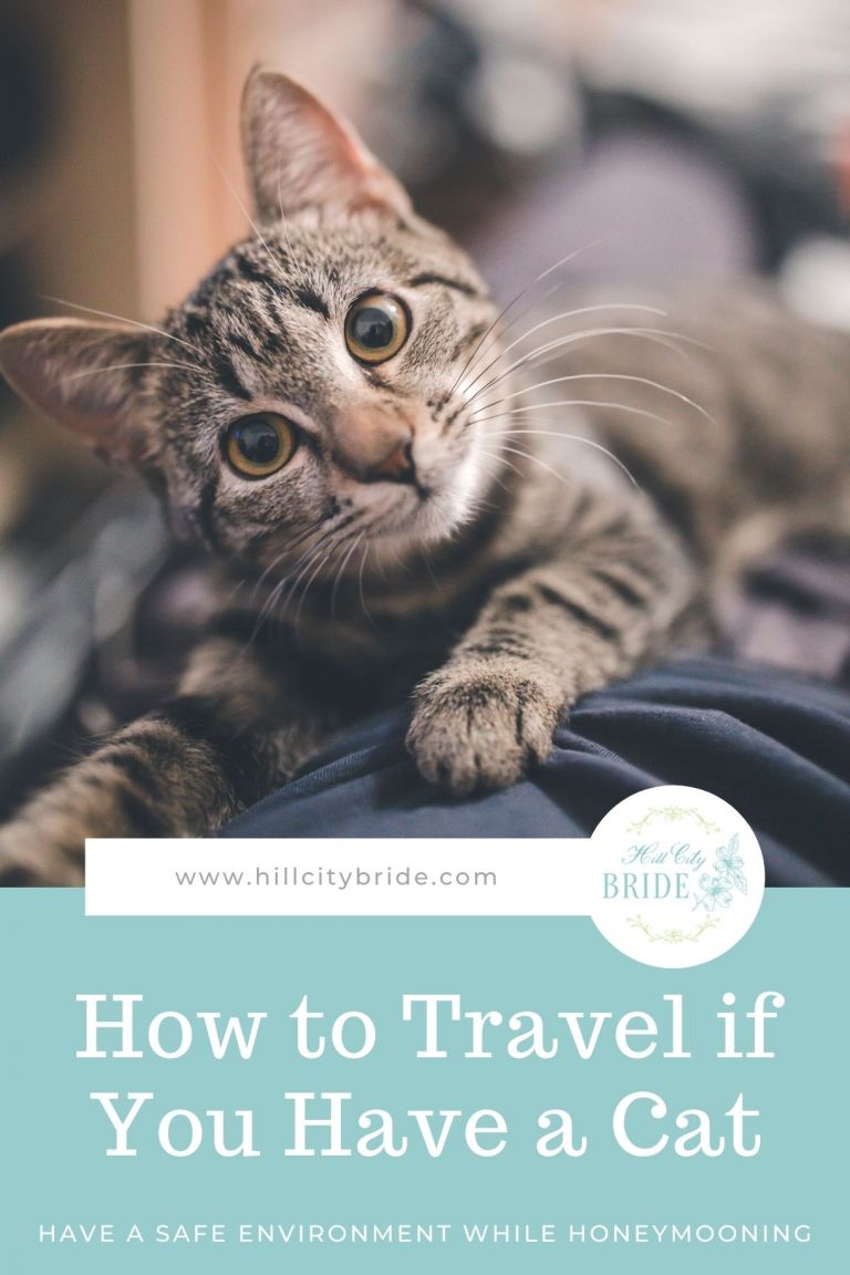 Làm gì với con mèo của bạn khi bạn đi du lịch