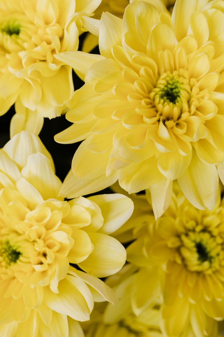 Dahilas màu vàng cho một bó hoa cô dâu