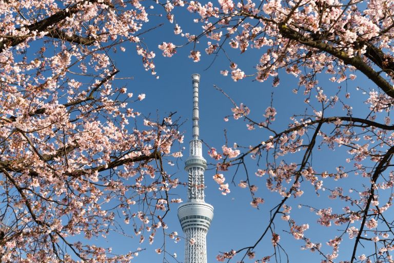 Hoa anh đào ở Tokyo Nhật Bản Tuần trăng mật