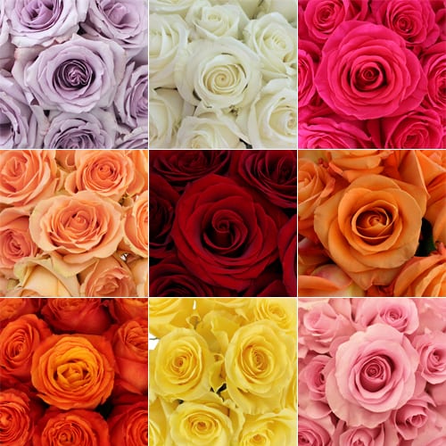 Hoa hồng với sáu màu khác nhau