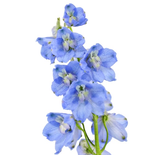 Hoa phi yến xanh nhạt