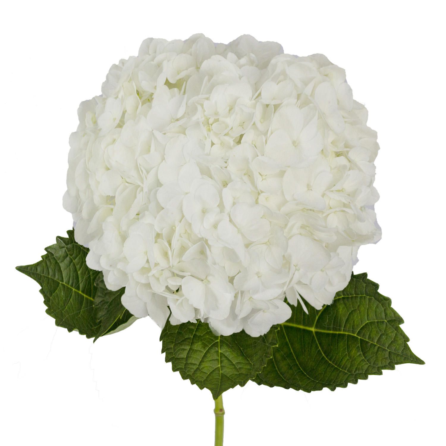 hoa cẩm tú cầu trắng 