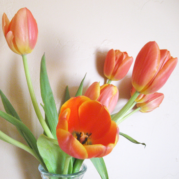 hoa tulip cam